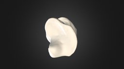 Pongo pygmaeus, coccyx - 3D model by Museu de Ciències Naturals de ...