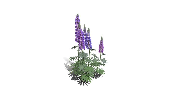 Realistic HD Large-leaved lupine (8/18)