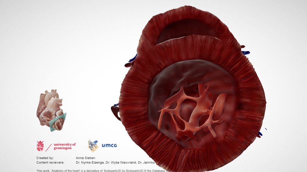 Cardiac Anatomy: Other Half PSAX Apex