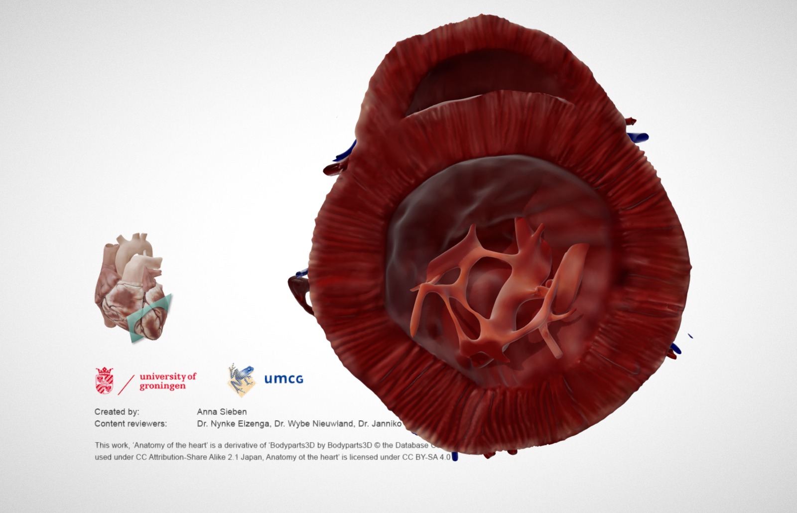 Cardiac Anatomy Other Half Psax Apex Download Free 3d Model By E Learning Umcg