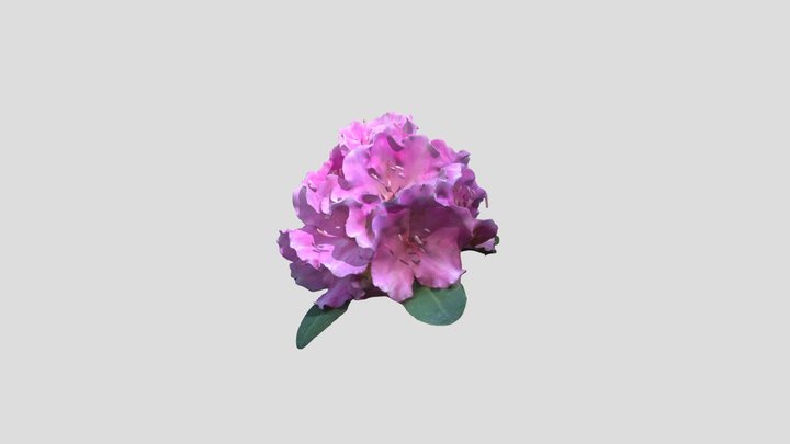 Rhododendron Kiri with mask – Modèle 3D gratuit STL