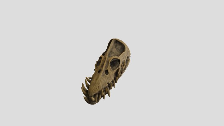 Dinosaur skull 3D Model