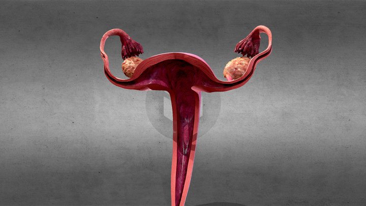 Utero Dissection Front 3D Model
