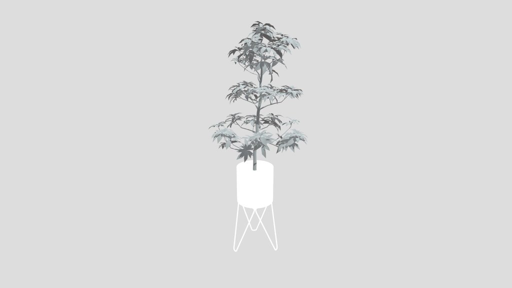 Tree Avacado Sml Potted