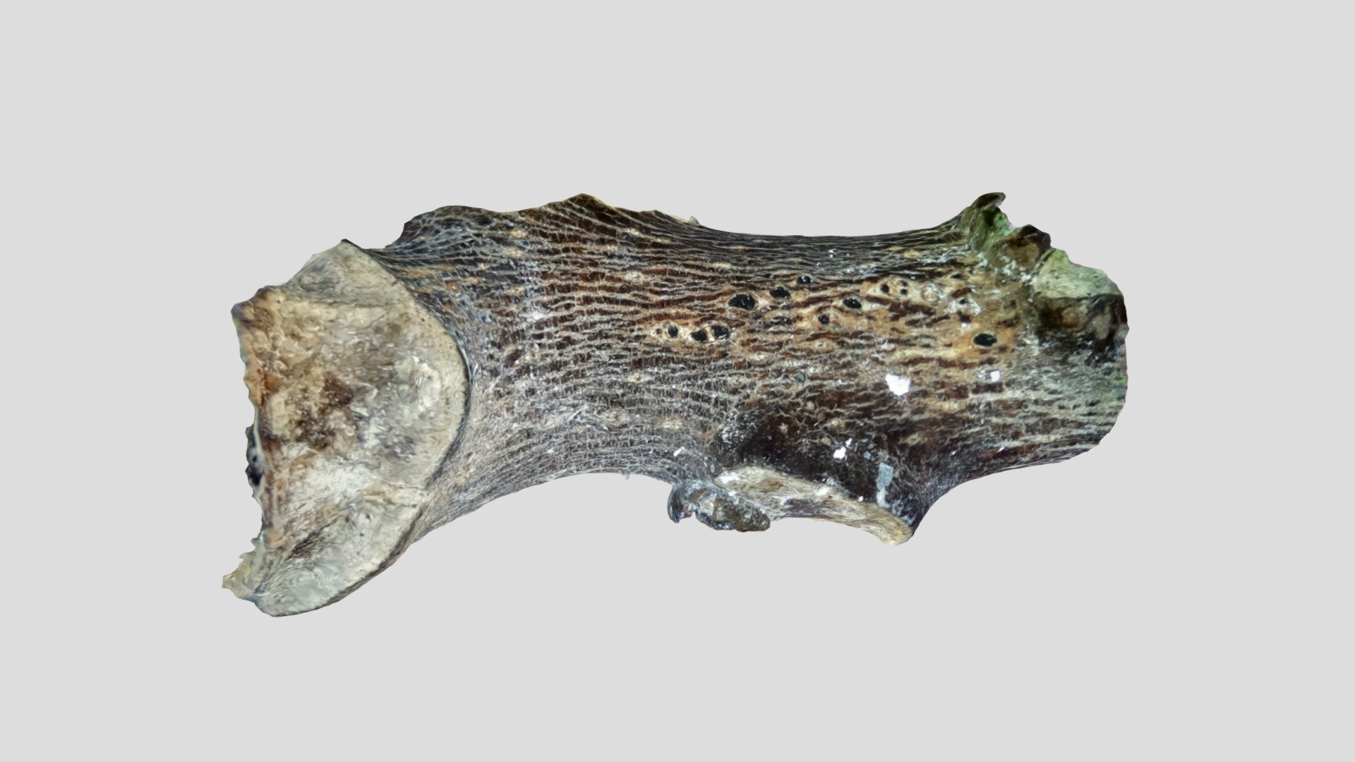 Scanned piece of wood (4cm) with OpenScan Mini
