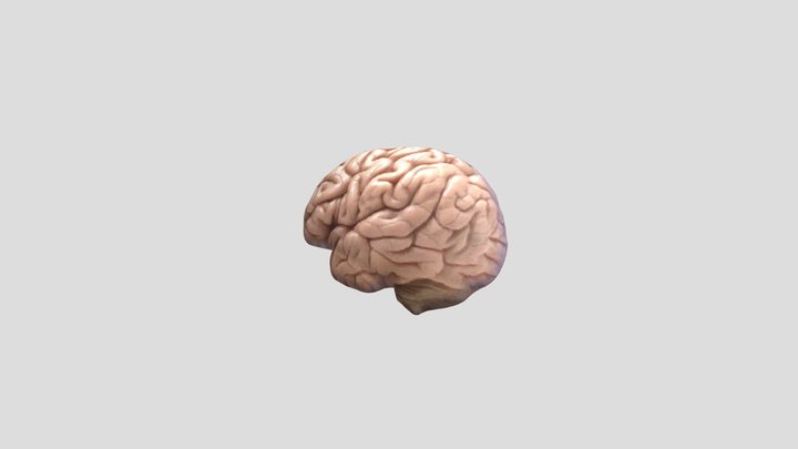 Contoh Otak manusia 3d 3D Model