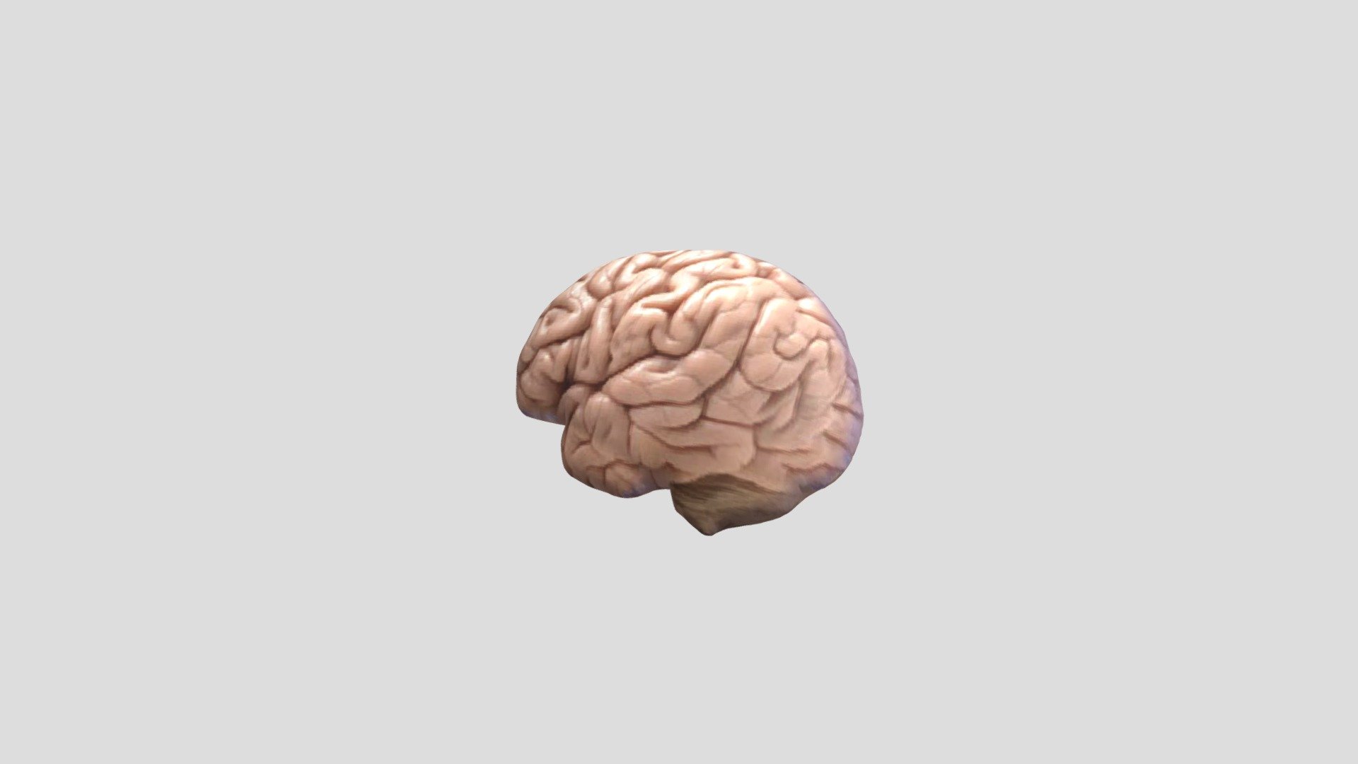 Contoh Otak manusia 3d