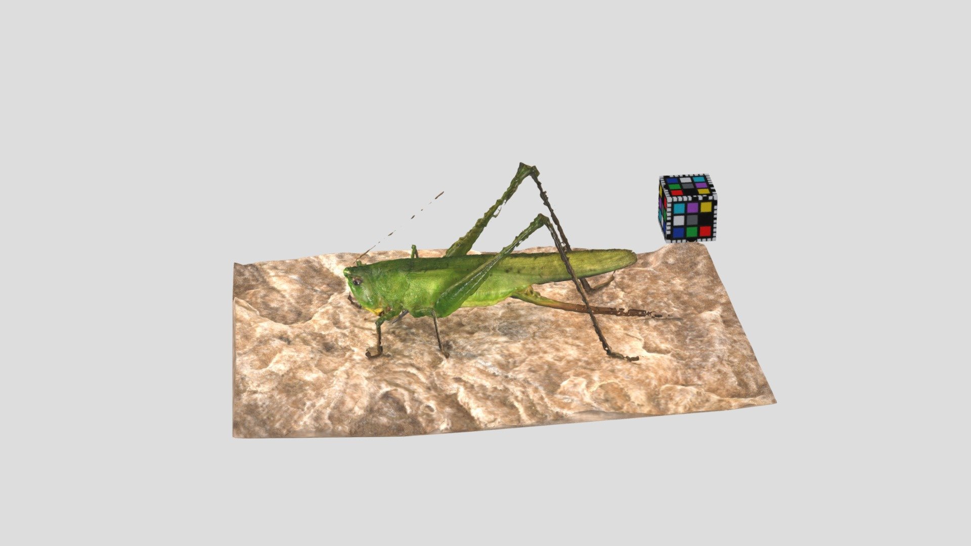 クサキリ Bush Cricket Homorocoryphus lineosus