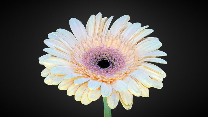 Gerbera Daisy – Downloadable Floral Scan – Modello 3D gratuito STL