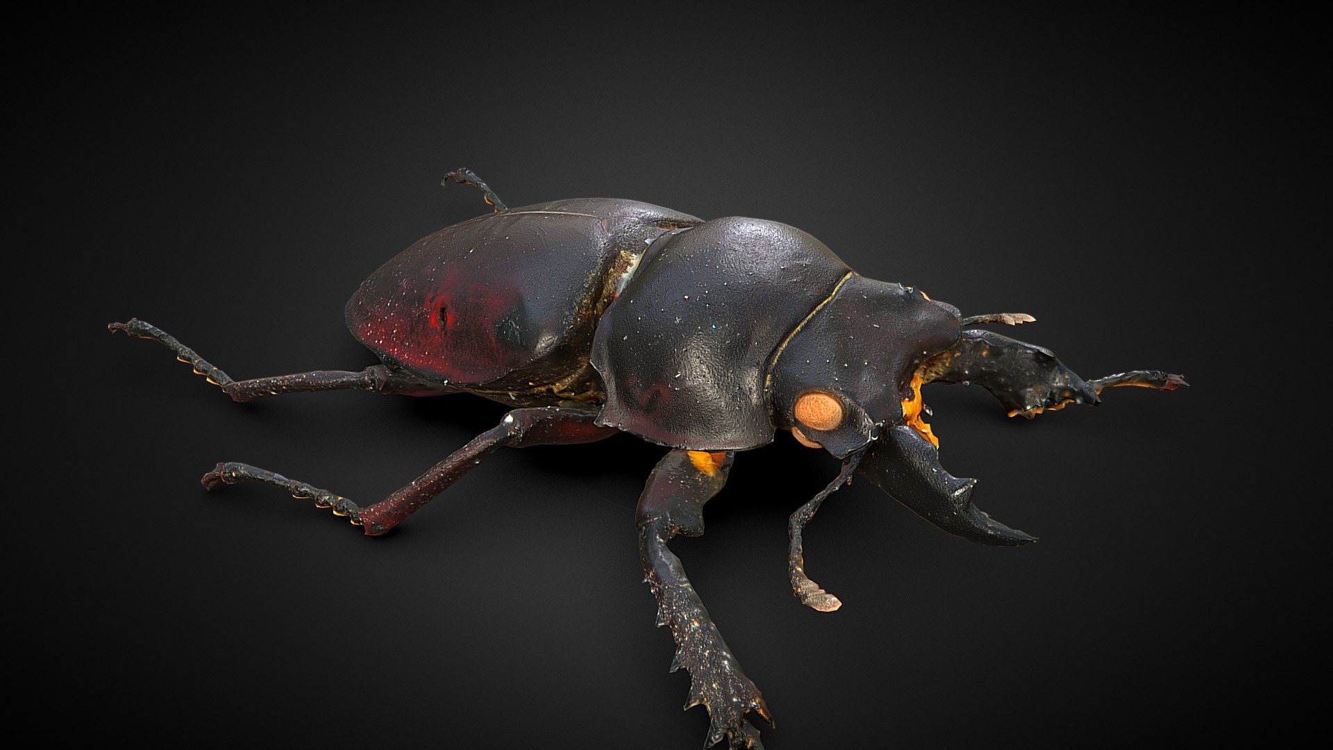 Stag Beetle - 3D model by Rigsters (@rigsters) [672c2f0]