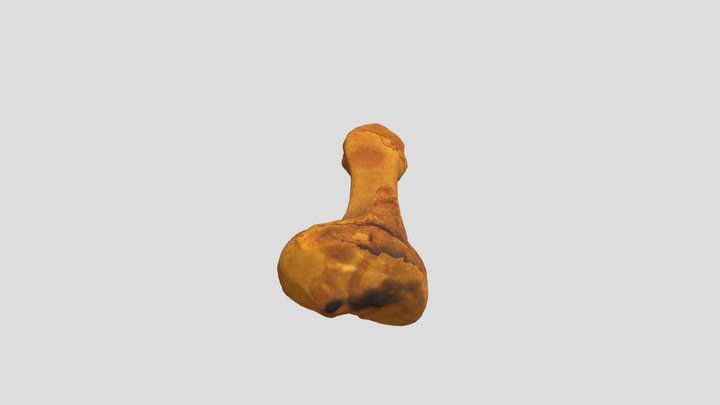 Sus Scrofa, tibia (Sub-adult) 3D Model