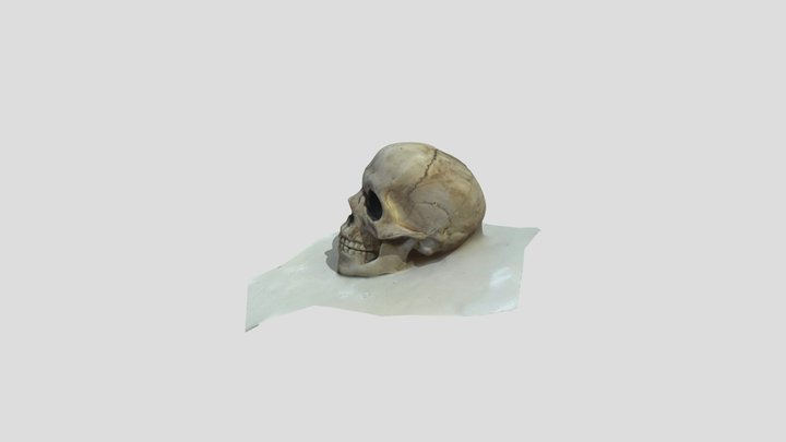 Cráneo Modelo Colliguay 3D Model