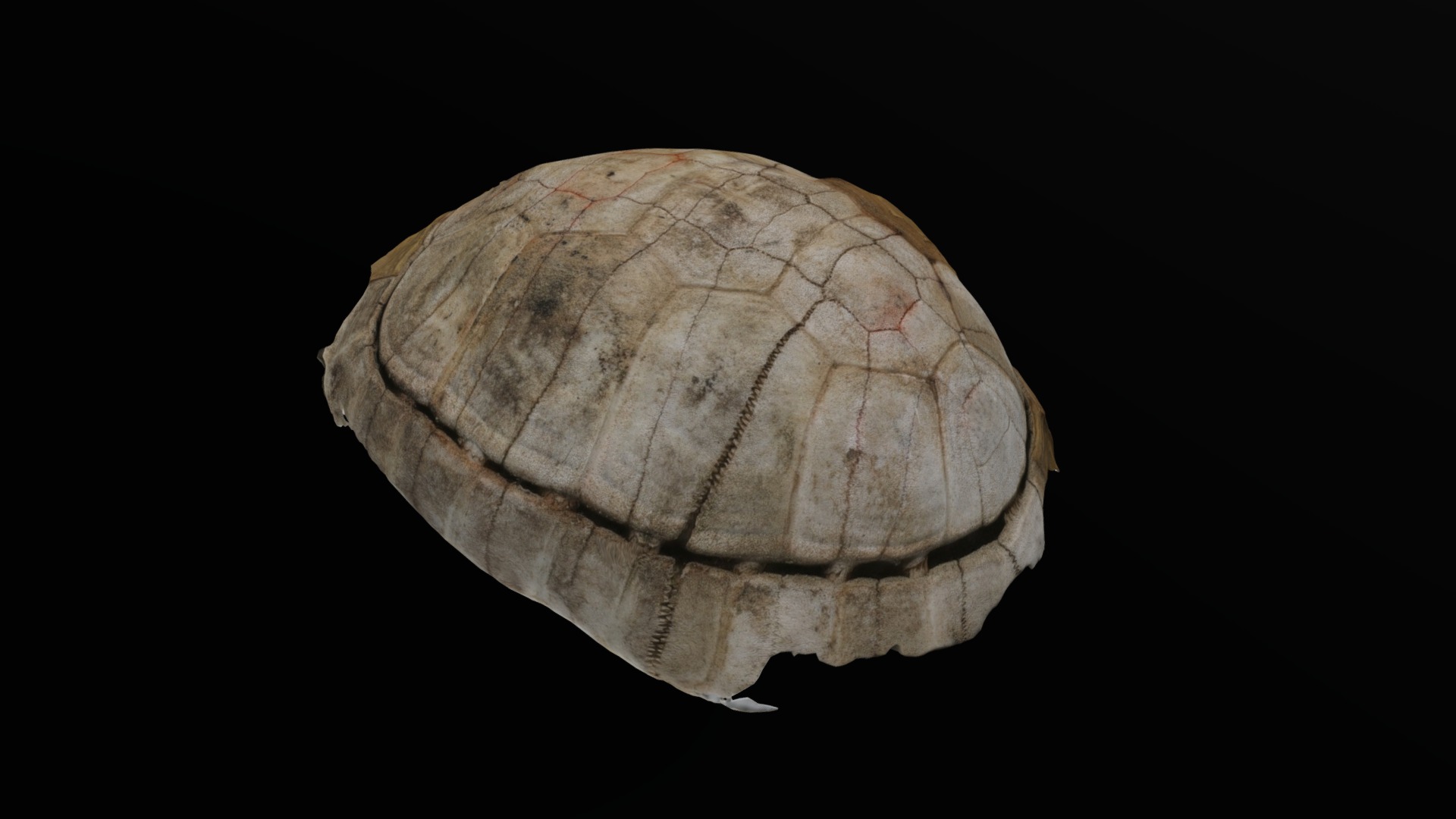 3D model Center Pivot Turtle - This is a 3D model of the Center Pivot Turtle. The 3D model is about a close-up of a stone.