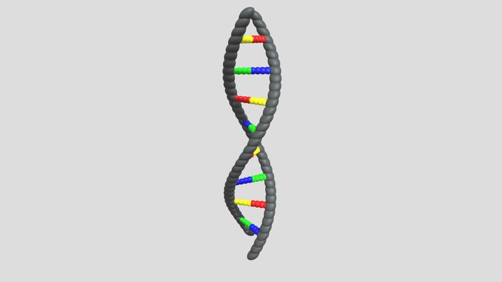 DNA _ Proect - Buga Saveli(cu schimbari) 3D Model