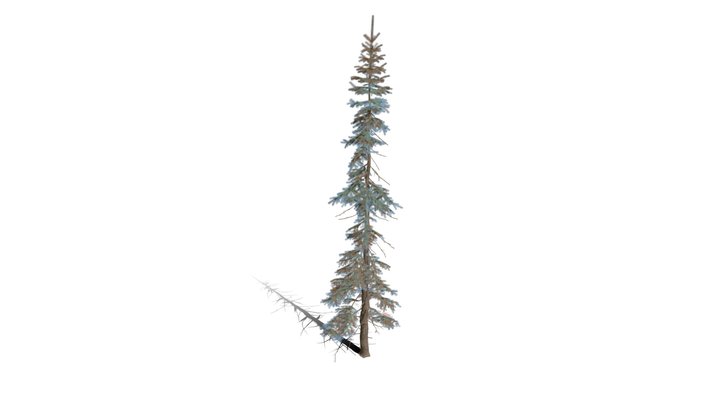 Realistic HD Colorado Blue spruce Koster (34/43) 3D Model