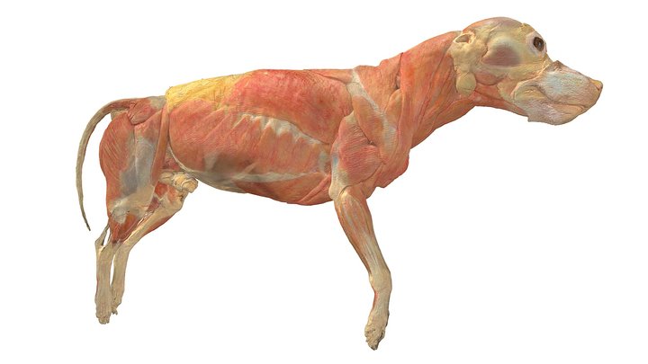 Dog, Muscles, Trunk (Plastinate 1) 3D Model