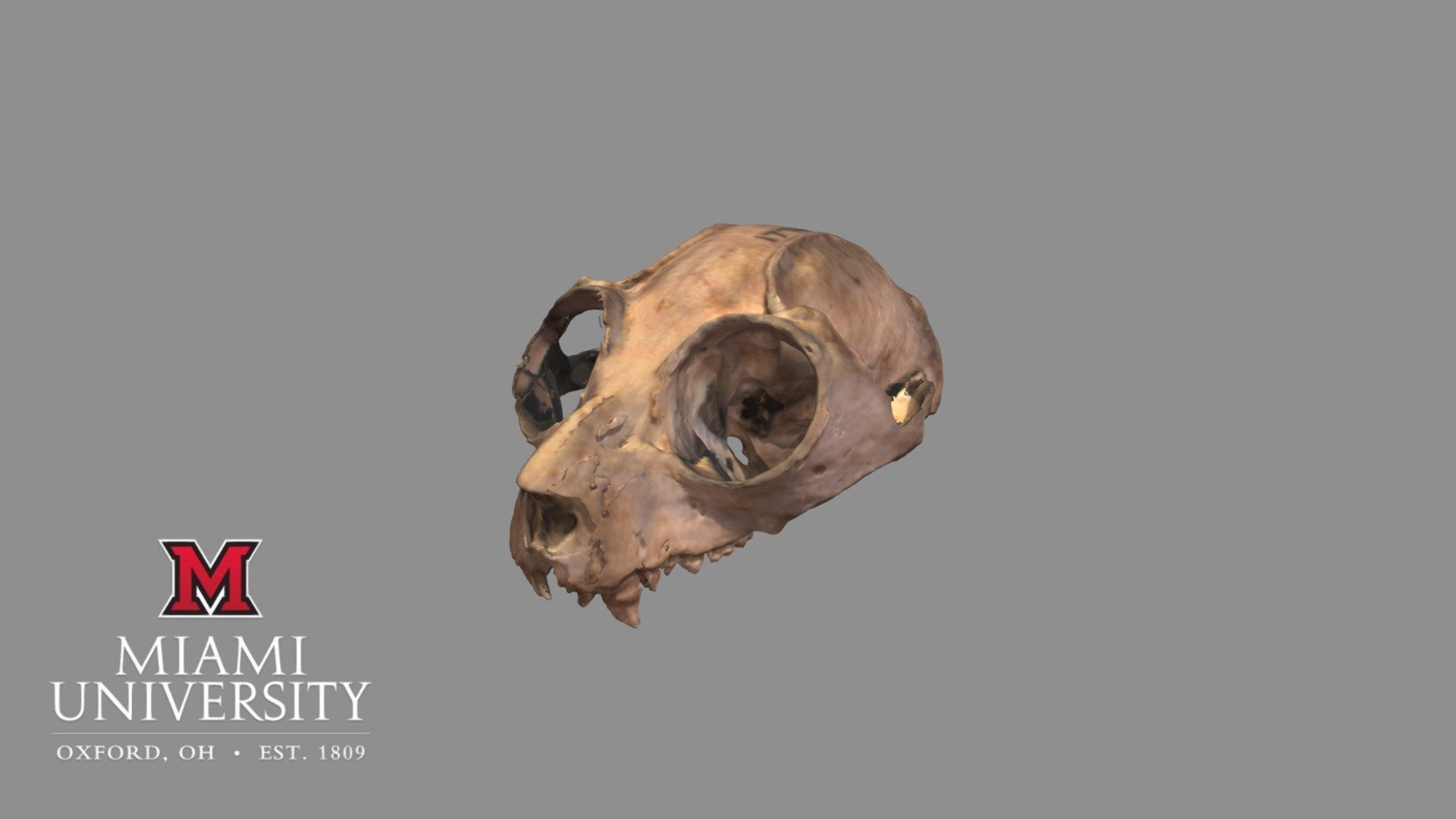 177694 Potto Skull