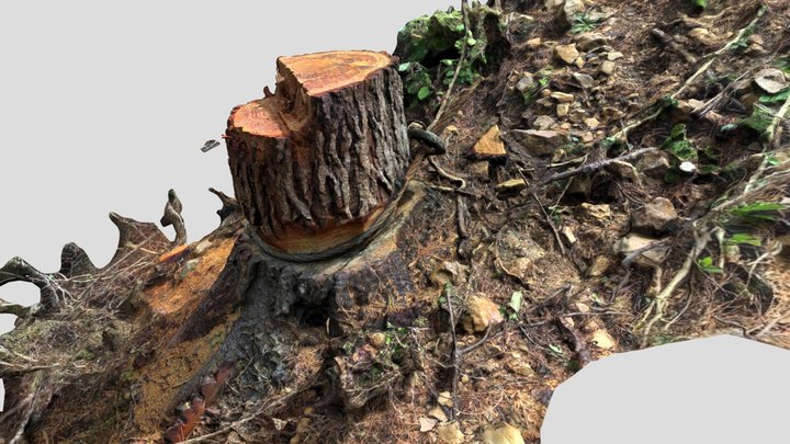 Stump With Cable 3D Model