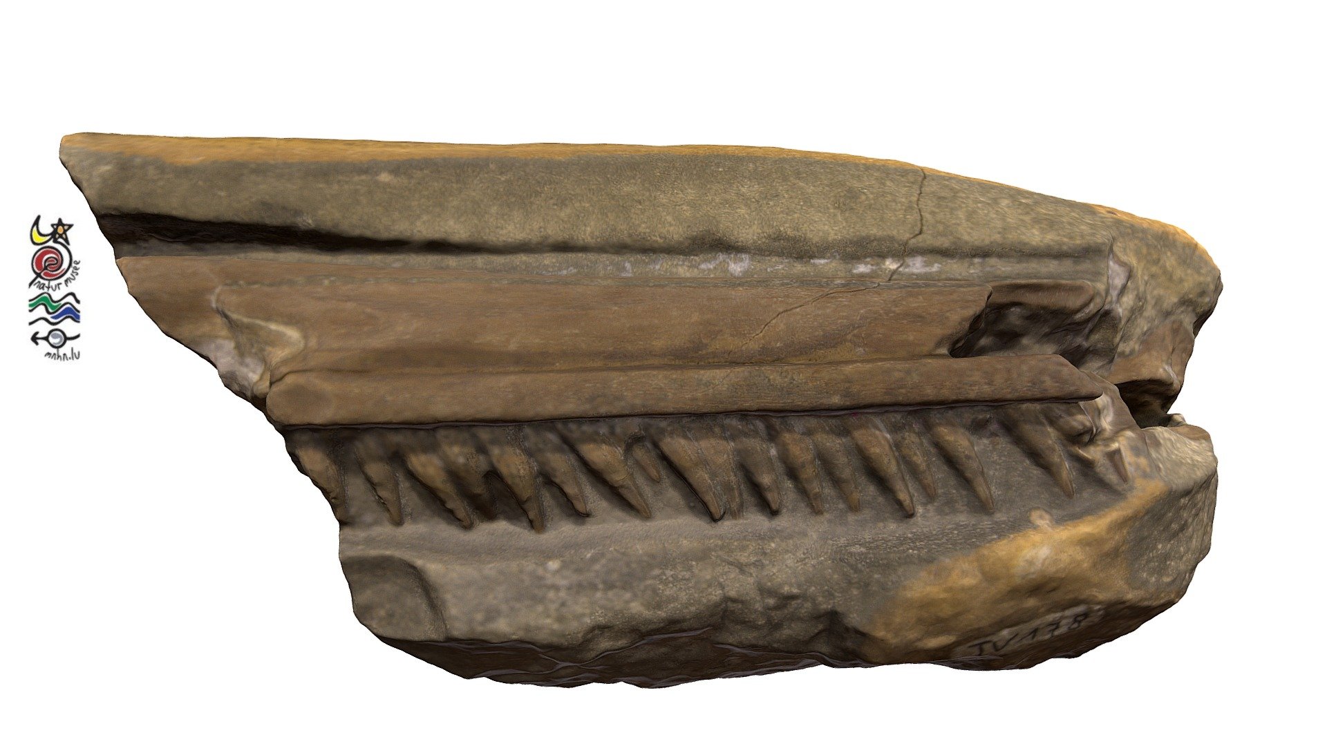Ichthyosaur bones TV178