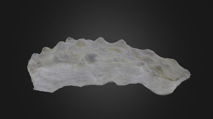 Porifera: Clathrodictyon sp. (76758) – Gratis 3D-model STL