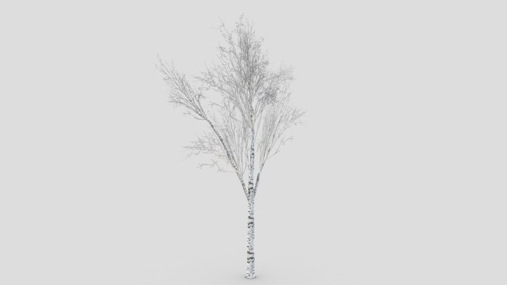 White Birch Tree-ST-38 3D Model