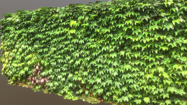 Wall with ivy in fall 3D Model
