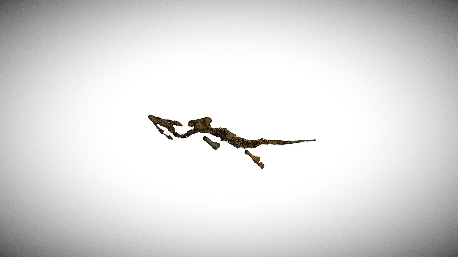 Rhomaleosaurus