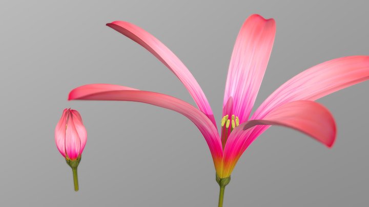 Open and Close Flowers 3D Model
