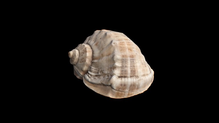 seashell 3D Model