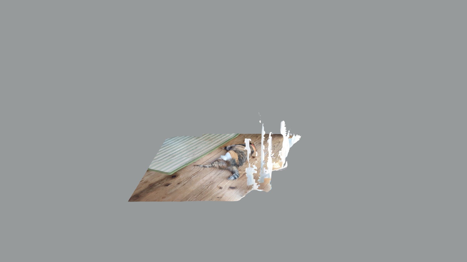cat