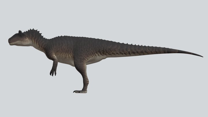 Accurate Allosaurus anax 3D Model