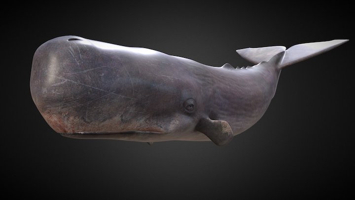 Spermhval (Physeter Macrocephalous) -Sperm Whale 3D Model