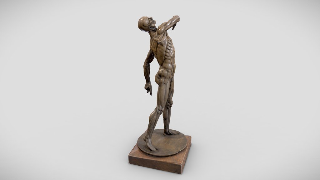Anatomical figure – écorché