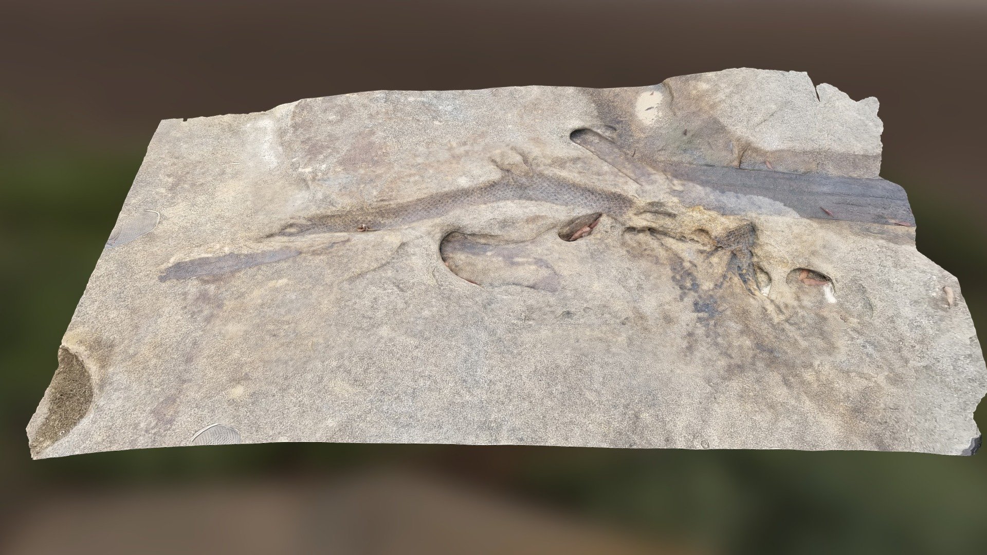 Smith Lake Fossil