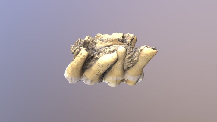 Swine Jaw Fragment 3D Model