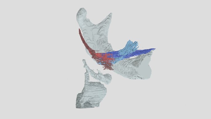 Inferior longitudinal 3D Model