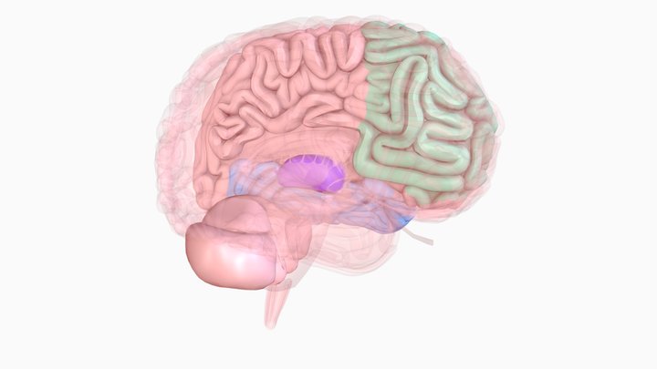 Les autres aires impliquées dans le langage 3D Model