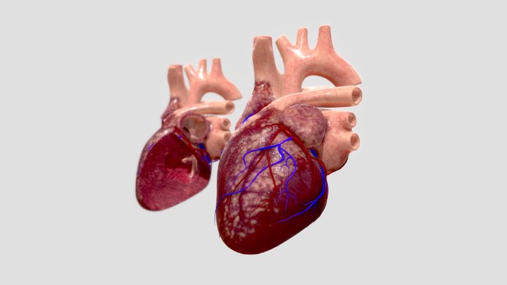 Human_Heart_Pumping 3D Model