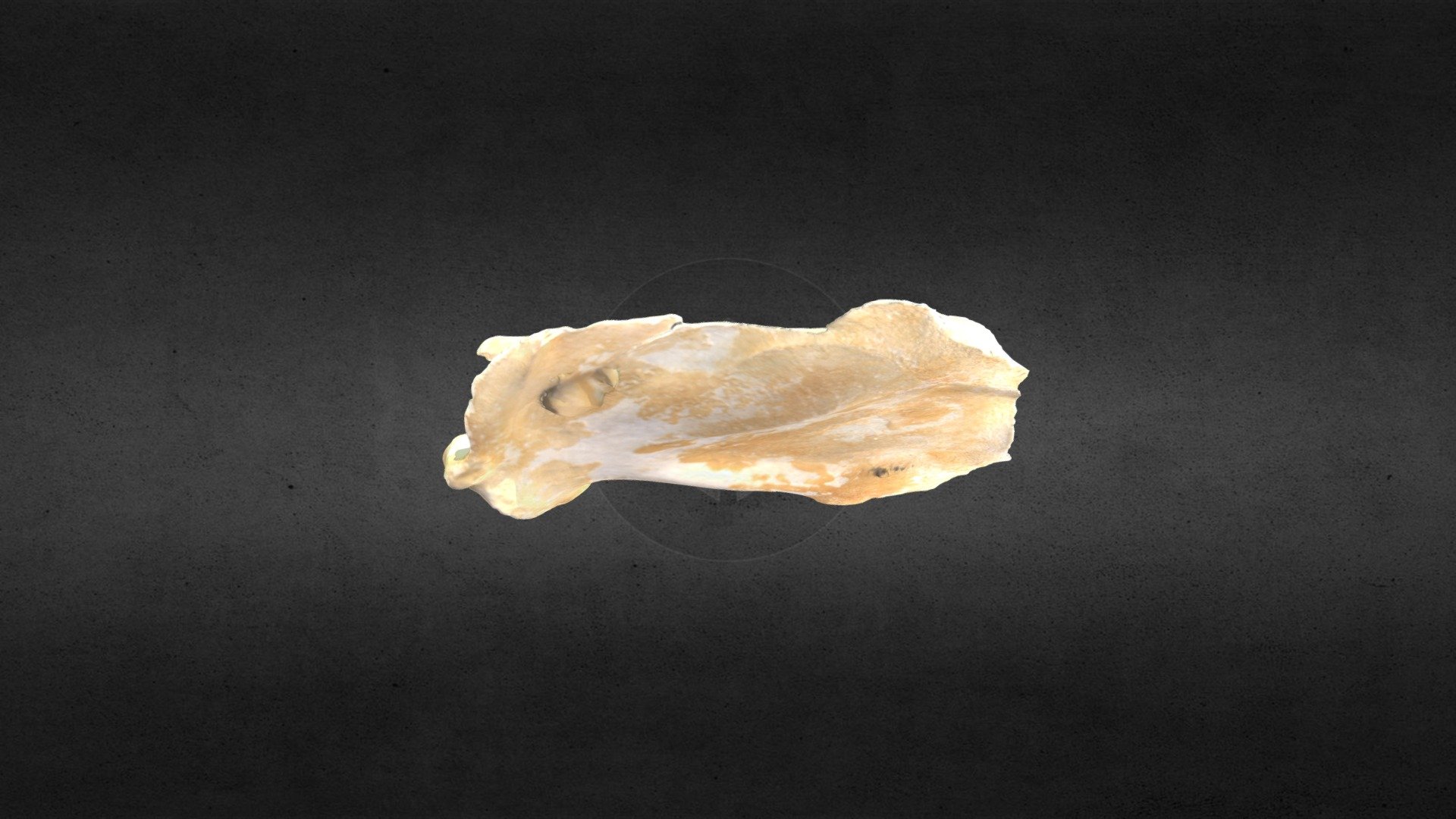 MSCC007 Ursus americanus Right Scapula