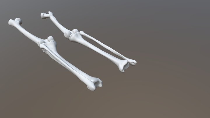 Leg Bones 3D Model