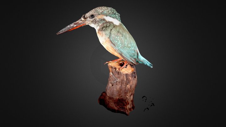 カワセミ♀/Common kingfisher 3D Model