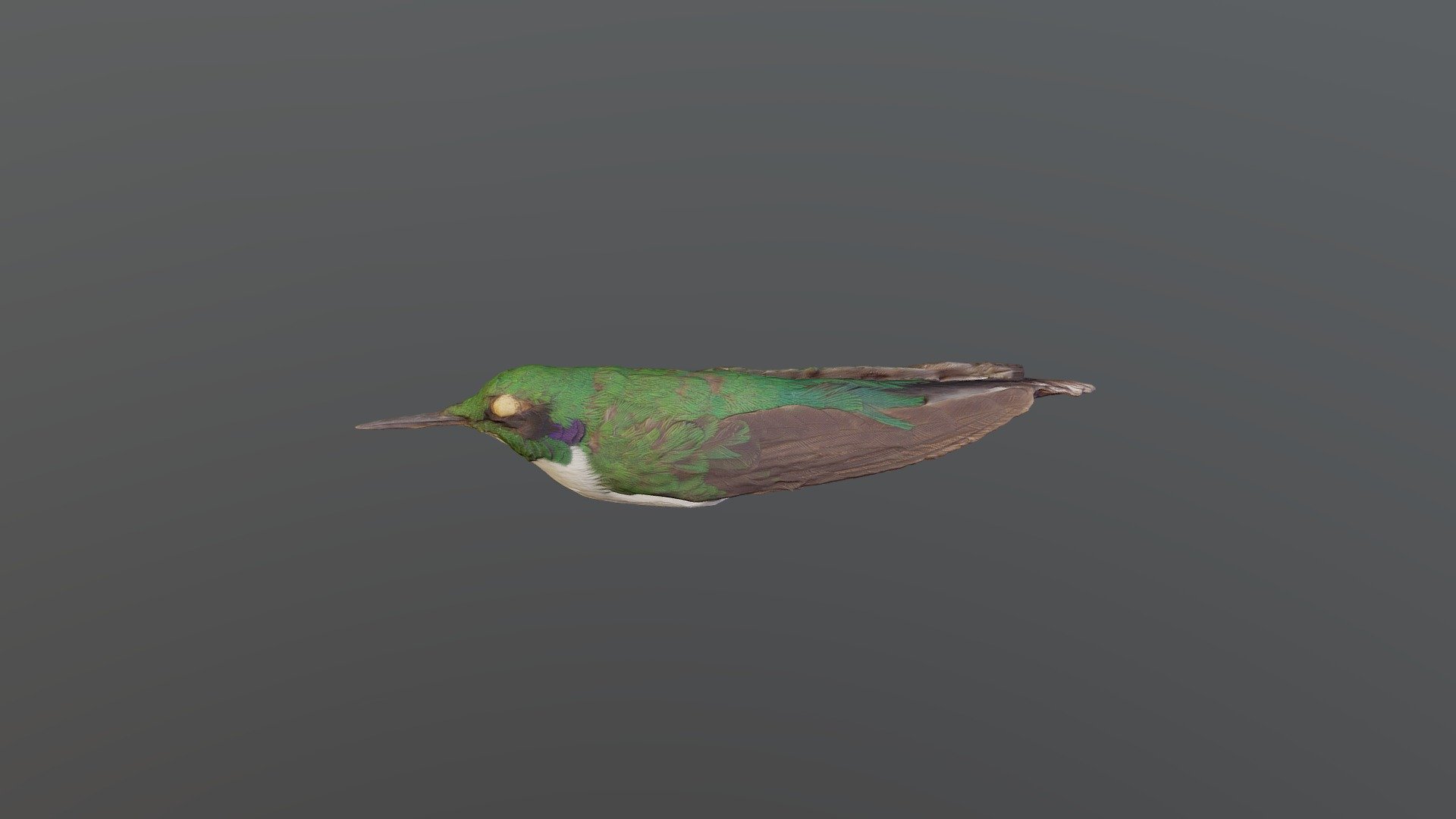 Black-eared Fairy - Heliothryx auritus