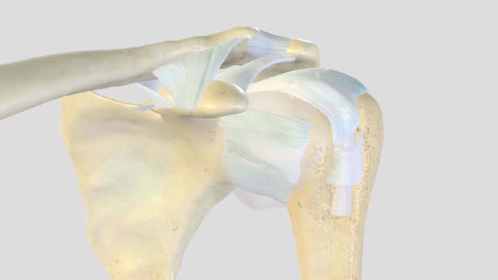 Ligaments of the shoulder (left side) 3D Model