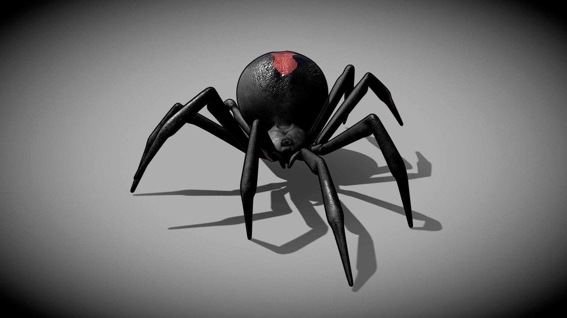 Latrodectus - Black Widow - Spider - Walk Cycle - Buy Royalty Free 3D ...