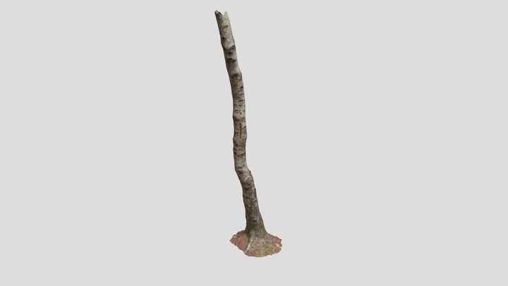 Birch Tree Trunk Forest Pbr Scan 05