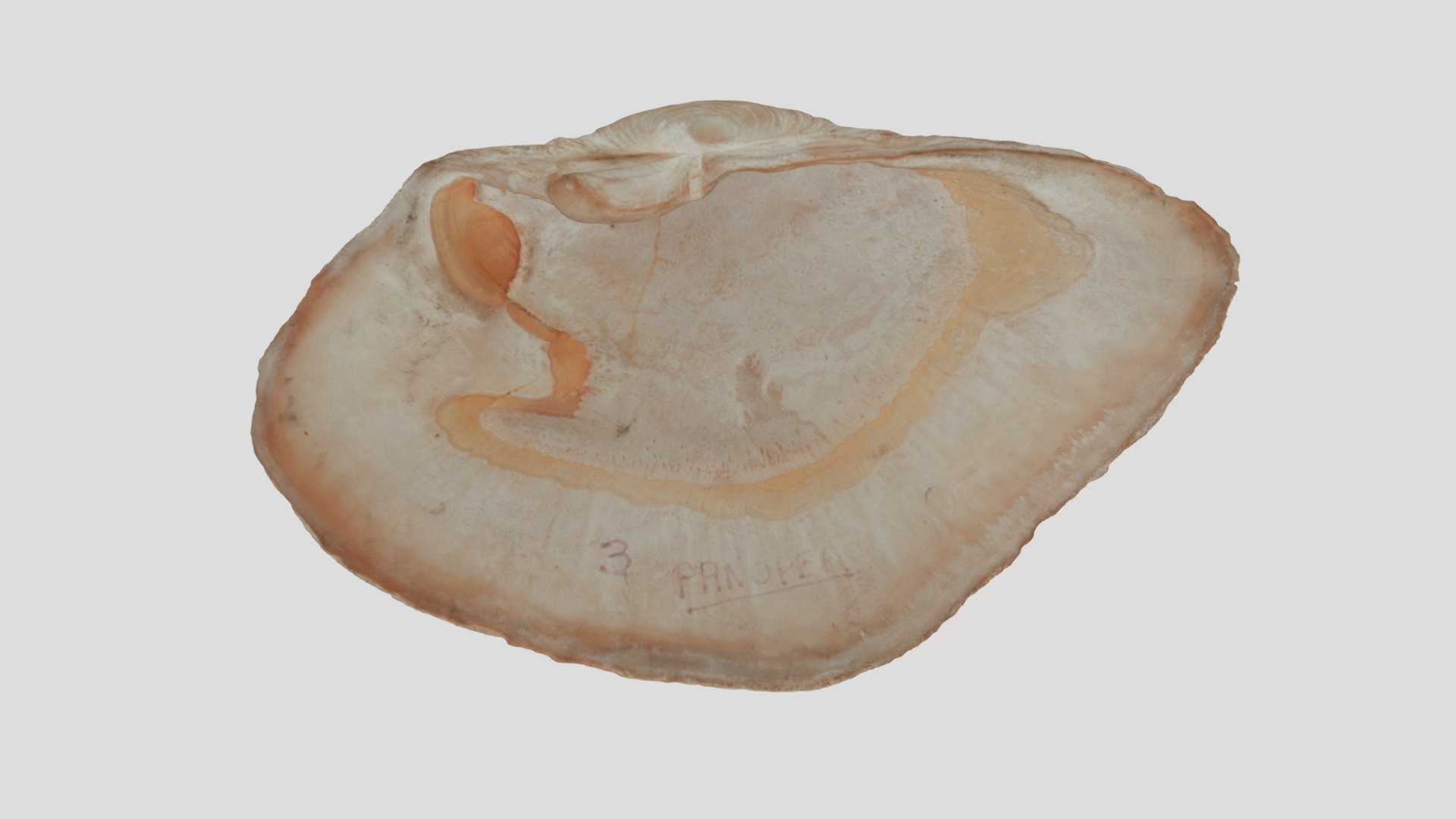 Panopea generosa - left valve