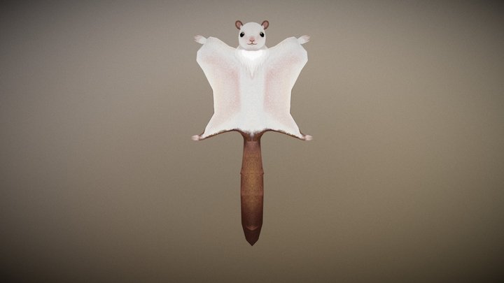 白面鼯鼠_20180705 3D Model