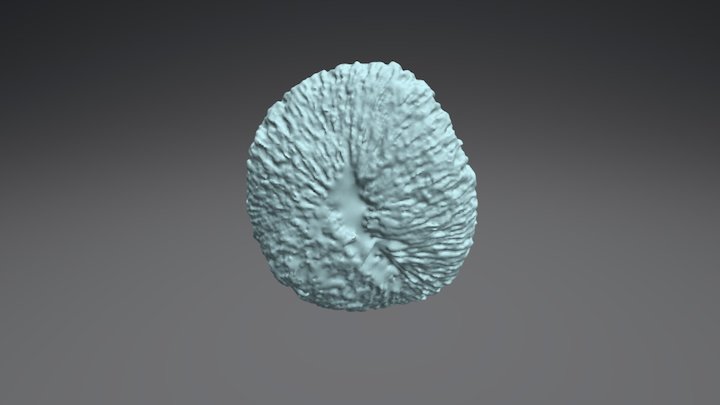 Fungia scutaria (Bleached) 3D Model