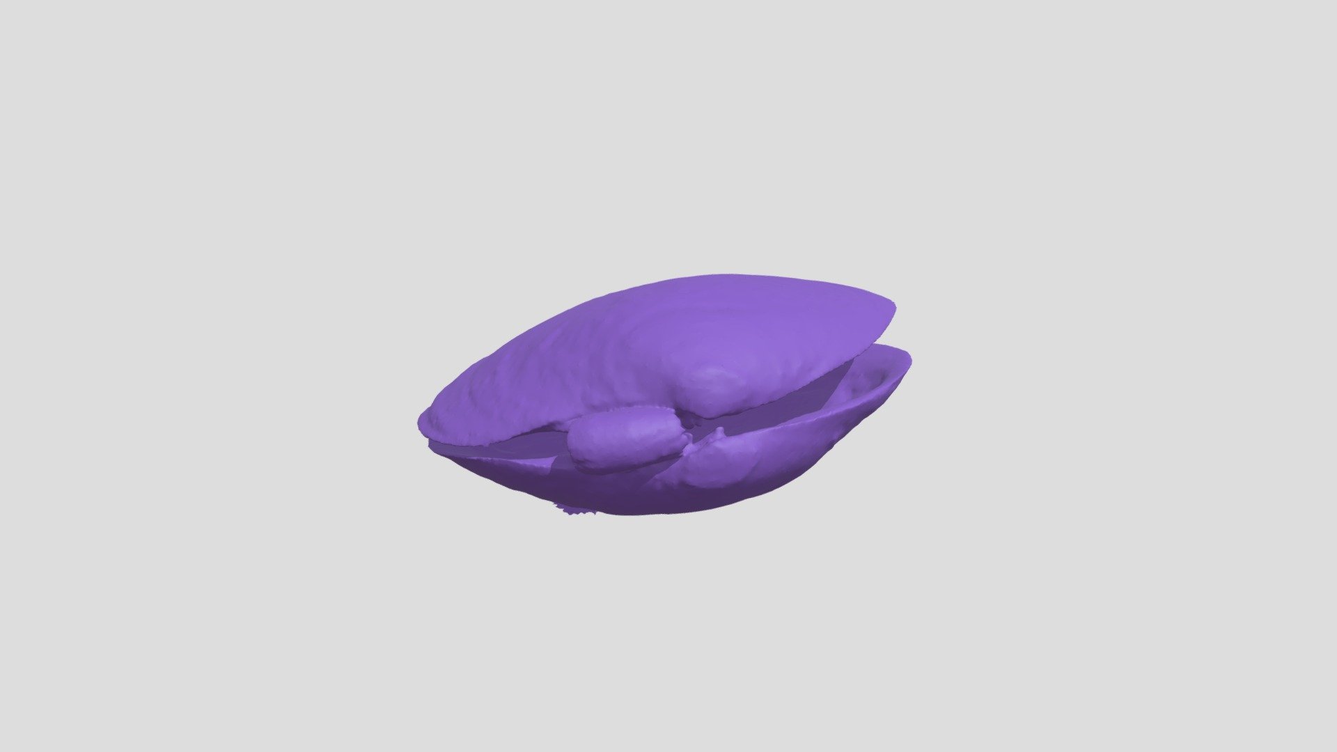 Nuttalia obscurata (Purple Varnish Clam)