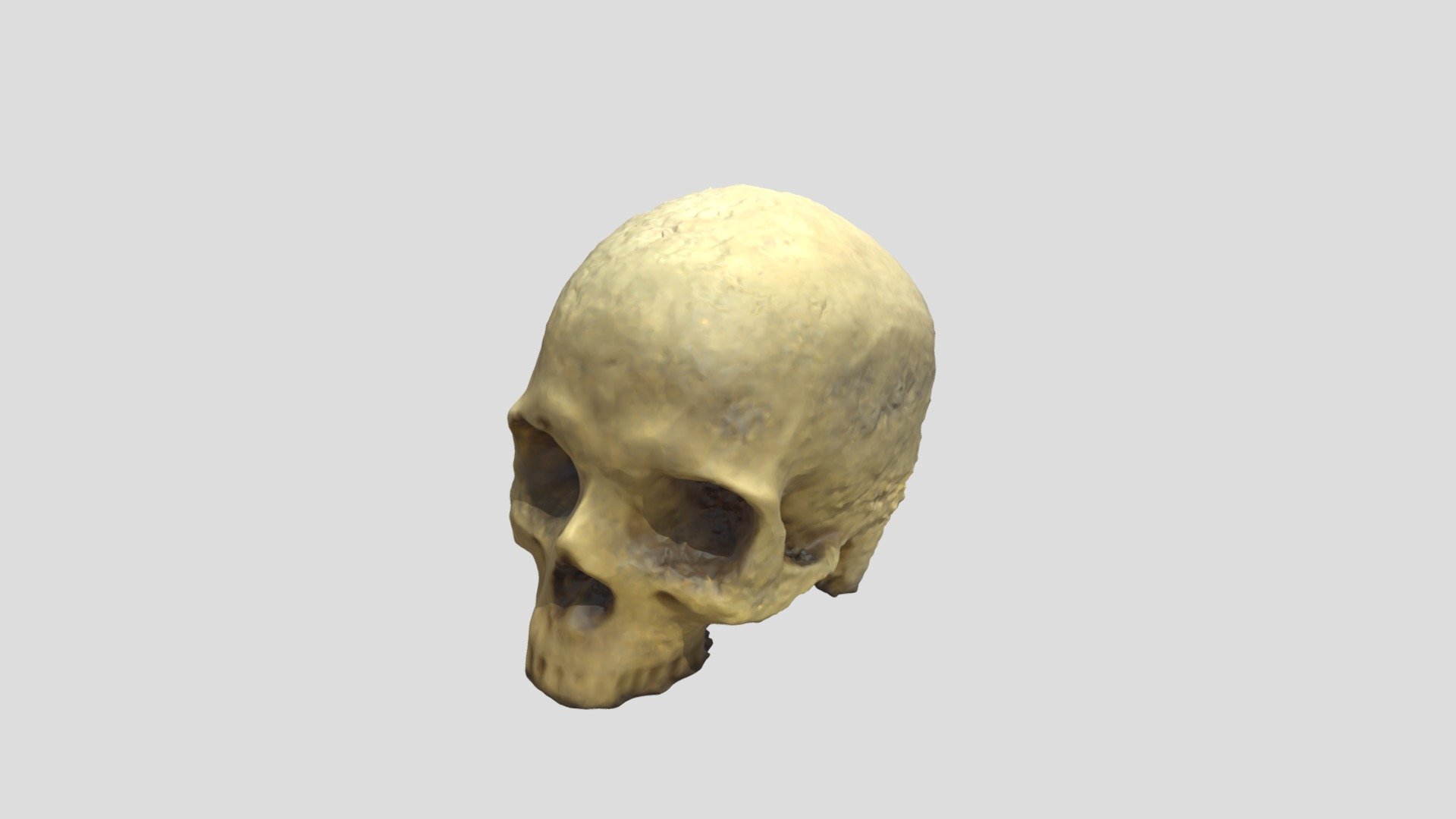 Yorick 3D Model- Nutbourne
